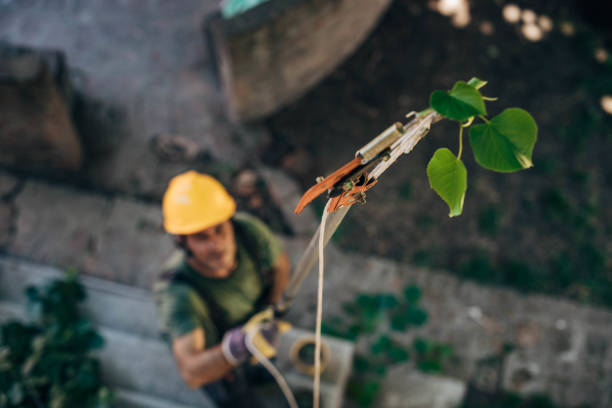 How Our Tree Care Process Works  in  Seaside Heights, NJ